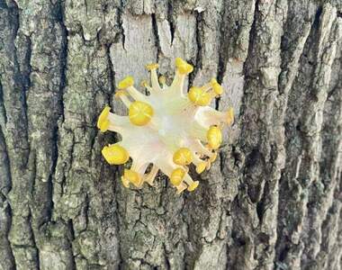 網友分享《終極看錯畫面》這蘑菇是不是有點像新冠肺炎的細菌啊?