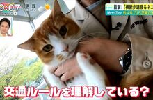 《會看紅綠燈過馬路的貓》日本溫泉鄉的貓咪好聰明 守規矩的奇妙景象讓居民嘖嘖稱奇