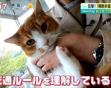 《會看紅綠燈過馬路的貓》日本溫泉鄉的貓咪好聰明 守規矩的奇妙景象讓居民嘖嘖稱奇