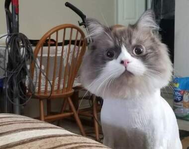 網友分享《 寵物修毛搞笑照 第二彈》喵星人表示：看看你們人類做的好事