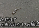 《交不到女朋友而孤獨死》南極海豹骨骸的悲哀真相 日本網友們彷彿看到了未來的自己 《交不到女朋友而孤獨死》南極海豹骨骸的悲哀真相 日本網友們彷彿看到了未來的自己