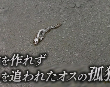 《交不到女朋友而孤獨死》南極海豹骨骸的悲哀真相 日本網友們彷彿看到了未來的自己