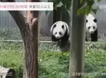 《中國四川6.8強震》位於成都動物園中的大熊貓都跑起來了 《中國四川6.8強震》位於成都動物園中的大熊貓都跑起來了