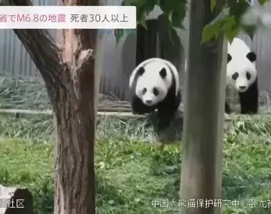 《中國四川6.8強震》位於成都動物園中的大熊貓都跑起來了