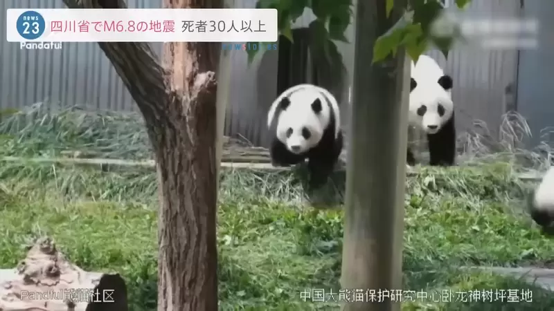 《中國四川6.8強震》位於成都動物園中的大熊貓都跑起來了 《中國四川6.8強震》位於成都動物園中的大熊貓都跑起來了