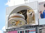 3D廣告玩上癮？《秋田犬現身澀谷》站在大樓上玩飛盤，任誰都不想把眼睛轉開！