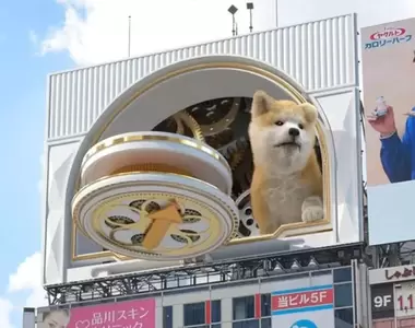 3D廣告玩上癮?《秋田犬現身澀谷》站在大樓上玩飛盤,任誰都不想把眼睛轉開!
