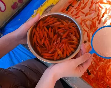 《那些令我感到自豪的特技》撈金魚沒什麼！最高紀錄434條而已