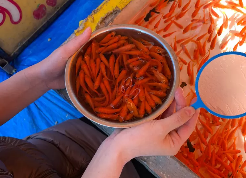 《那些令我感到自豪的特技》撈金魚沒什麼！最高紀錄434條而已