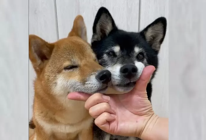 柴柴姊妹表演《下巴枕三連發》可愛又聽話的樣子讓網友大感喜歡❤