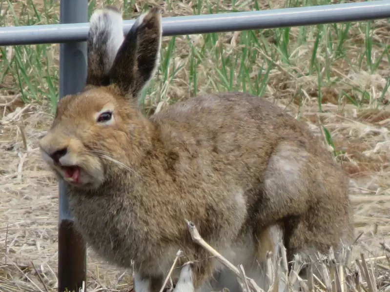《藍莓農與兔兔的關係》為什麼放任兔子狂吃藍莓卻不管?其實人家肩負著重責大任 《藍莓農與兔兔的關係》為什麼放任兔子狂吃藍莓卻不管?其實人家肩負著重責大任