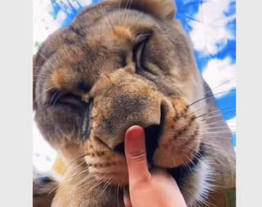 幸福的瞬間《按按各種大貓的鼻子》這種機會可不是普通人能遇到的~