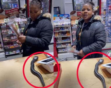 超壞《在櫃台放假蛇嚇顧客的老闆》結帳結到尿都快閃出來惹