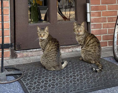 《備受貓咪喜愛的咖啡廳》沒開店卻還在苦苦等候 該怎麼告訴牠們臨時休息呢？