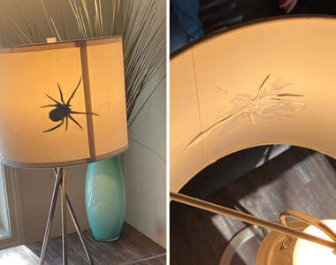 網友分享《孩子們做過的那些惡作劇》這隻大蜘蛛差一點就把馬麻嚇死了