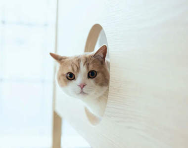 貓奴系寢具《可以跟貓貓一起使用的床》不只玩在一起就連睡覺也要一起