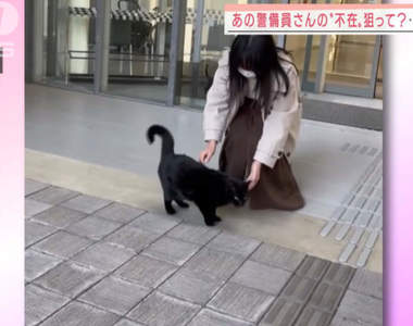 趁著警衛大叔休假《想闖入美術館的貓突破成功》也許貓貓不是想參觀，而是想跟大叔撒嬌吧