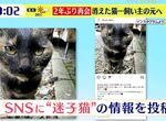 《失蹤2年的貓回來了》七七四十九天法會都辦了 奇蹟似地巧合幫助飼主找到牠  《失蹤2年的貓回來了》七七四十九天法會都辦了 奇蹟似地巧合幫助飼主找到牠