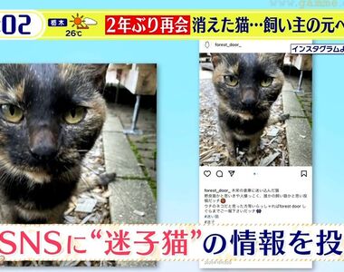 《失蹤２年的貓回來了》七七四十九天法會都辦了 奇蹟似地巧合幫助飼主找到牠 