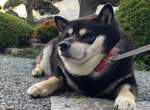 網路犬明星《黑柴拒否犬》今天不想走或是感覺不對就會跟主人鬧脾氣 網路犬明星《黑柴拒否犬》今天不想走或是感覺不對就會跟主人鬧脾氣
