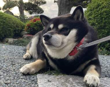 網路犬明星《黑柴拒否犬》今天不想走或是感覺不對就會跟主人鬧脾氣
