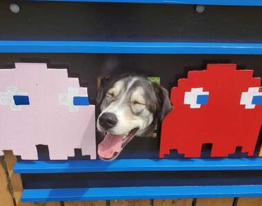 萌犬專用《挖洞拍照看板》附近的鄰居都很開心，因為天天都有狗狗鑽出來給你看