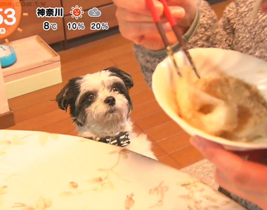 《超愛舔黃豆粉的狗》看到有人在吃麻糬就抓狂 飼主總要給牠一碗舔到爽