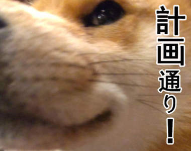 回到家發現《搗蛋後裝乖的狗狗》肯定不會被主人發現吧(笑)