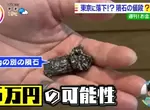《東京人的隕石發財夢》價值少則數萬多則上百萬?撿到賺到引發人人上街找隕石 《東京人的隕石發財夢》價值少則數萬多則上百萬?撿到賺到引發人人上街找隕石