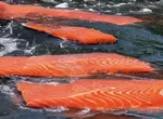 《讓AI畫「鮭魚洄游」》水中游的竟然是魚片 跟小朋友一樣沒看過鮭魚生前的模樣? 《讓AI畫「鮭魚洄游」》水中游的竟然是魚片 跟小朋友一樣沒看過鮭魚生前的模樣?