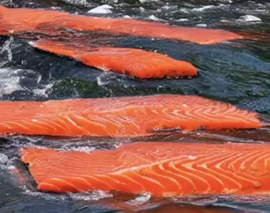 《讓ＡＩ畫「鮭魚洄游」》水中游的竟然是魚片 跟小朋友一樣沒看過鮭魚生前的模樣？