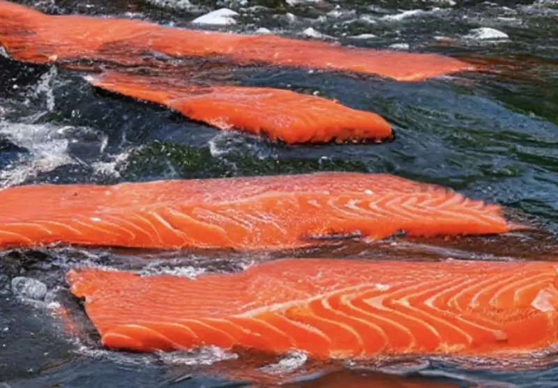 《讓AI畫「鮭魚洄游」》水中游的竟然是魚片 跟小朋友一樣沒看過鮭魚生前的模樣? 《讓AI畫「鮭魚洄游」》水中游的竟然是魚片 跟小朋友一樣沒看過鮭魚生前的模樣?