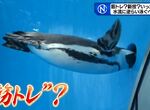 《一直想往洞裡鑽的企鵝》日本水族館怪現象大流行 企鵝之間掀起了重訓熱潮? 《一直想往洞裡鑽的企鵝》日本水族館怪現象大流行 企鵝之間掀起了重訓熱潮?
