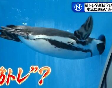 《一直想往洞裡鑽的企鵝》日本水族館怪現象大流行 企鵝之間掀起了重訓熱潮?