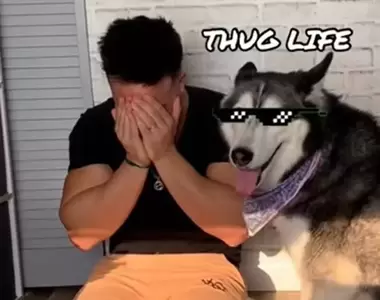 主人哭哭時《哈士奇的反應》你好像沒安慰到我,還放了一個屁給我聞= =