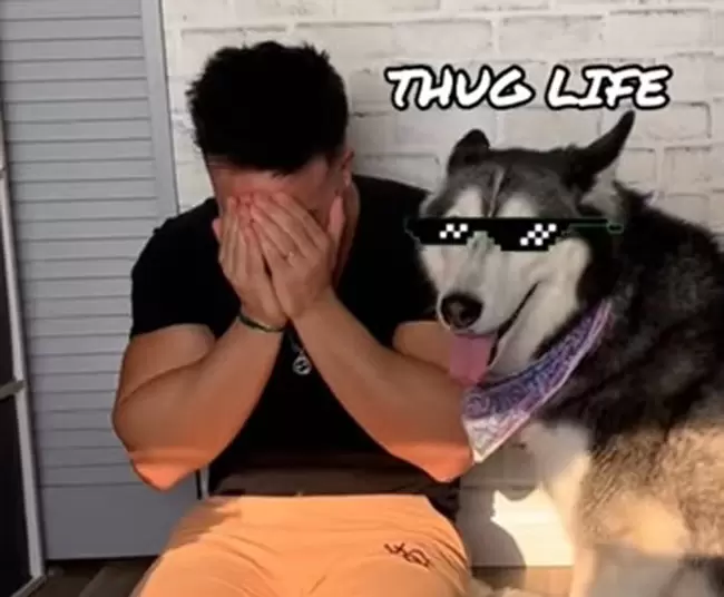 主人哭哭時《哈士奇的反應》你好像沒安慰到我，還放了一個屁給我聞= =