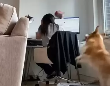 《趁主人工作瘋狂丟球搗蛋的柯基犬》狗狗感覺玩得很開心，但主人感覺很無奈