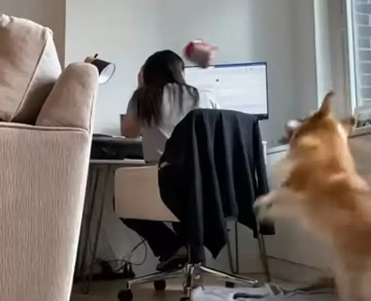 《趁主人工作瘋狂丟球搗蛋的柯基犬》狗狗感覺玩得很開心,但主人感覺很無奈 《趁主人工作瘋狂丟球搗蛋的柯基犬》狗狗感覺玩得很開心,但主人感覺很無奈