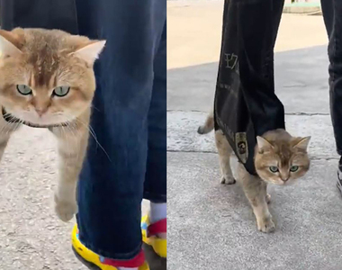 機智貓主發明《環保袋遛貓》不怕貓走丟 還可隨時關閉遛貓模式!