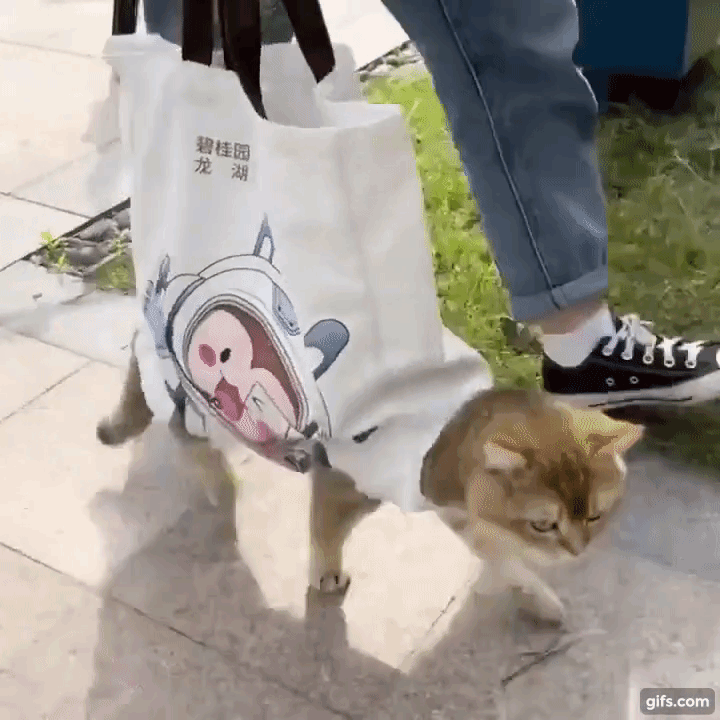 21000円 お買い得モデル 猫袋