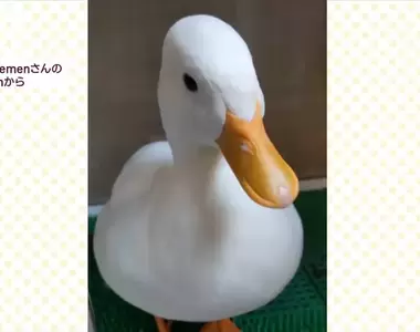 像蓋子一樣開關的《鴨鴨鼻毛》原來是羽毛卡在了鼻孔上面啦XD