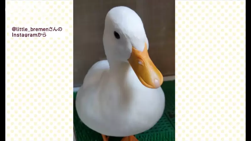 像蓋子一樣開關的《鴨鴨鼻毛》原來是羽毛卡在了鼻孔上面啦XD 像蓋子一樣開關的《鴨鴨鼻毛》原來是羽毛卡在了鼻孔上面啦XD