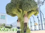 《日本神戶機場新景點》屋頂冒出一棵巨大青花菜 讓觀光客體驗縮小的感覺 《日本神戶機場新景點》屋頂冒出一棵巨大青花菜 讓觀光客體驗縮小的感覺