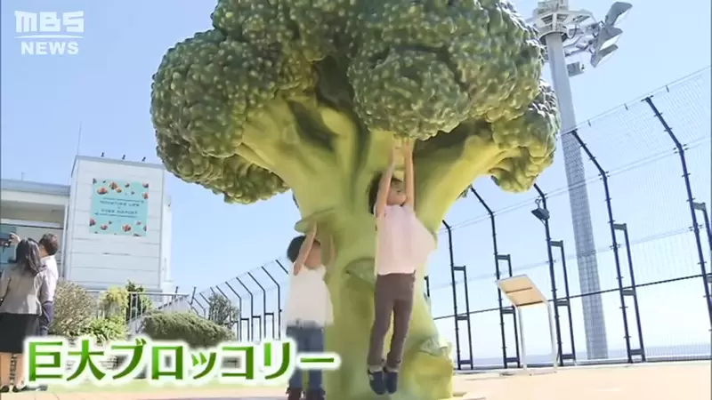 《日本神戶機場新景點》屋頂冒出一棵巨大青花菜 讓觀光客體驗縮小的感覺 《日本神戶機場新景點》屋頂冒出一棵巨大青花菜 讓觀光客體驗縮小的感覺