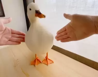 《像是搭載了陀螺儀的鴨子》不管怎麼晃都能保持平衡，比任何防手震的機器都還要穩XD