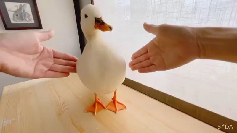 《像是搭載了陀螺儀的鴨子》不管怎麼晃都能保持平衡,比任何防手震的機器都還要穩XD 《像是搭載了陀螺儀的鴨子》不管怎麼晃都能保持平衡,比任何防手震的機器都還要穩XD