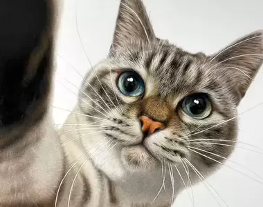 《色鉛筆畫下的貓貓》超精密的描繪功力,這很容易讓人誤會這是照片好嗎XD