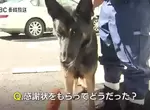 《警犬找到失蹤老人獲獎》記者問拿到感謝狀的感想是什麼?看牠可愛網友們就不吐槽了 《警犬找到失蹤老人獲獎》記者問拿到感謝狀的感想是什麼?看牠可愛網友們就不吐槽了