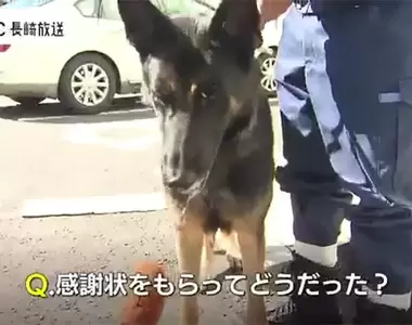 《警犬找到失蹤老人獲獎》記者問拿到感謝狀的感想是什麼?看牠可愛網友們就不吐槽了