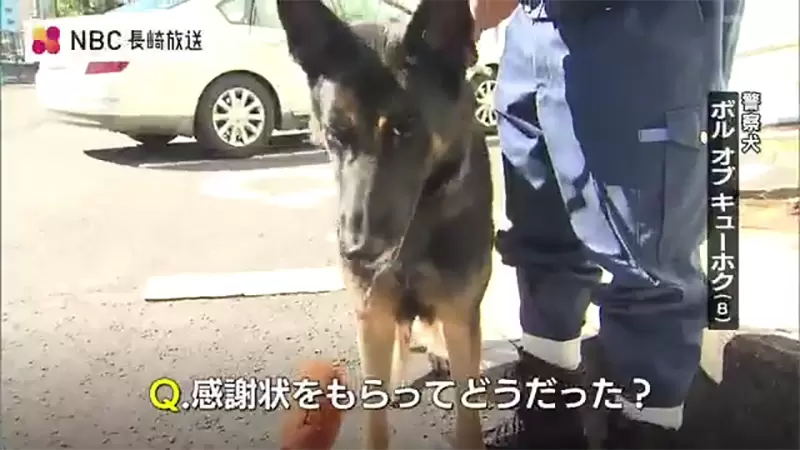 《警犬找到失蹤老人獲獎》記者問拿到感謝狀的感想是什麼?看牠可愛網友們就不吐槽了 《警犬找到失蹤老人獲獎》記者問拿到感謝狀的感想是什麼?看牠可愛網友們就不吐槽了